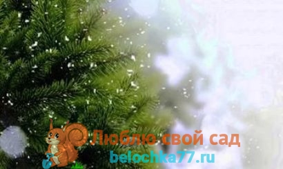 Купить Новогоднюю Сосну Искусственную Импортную Купить Новогоднюю Сосну Искусственную Импортную
