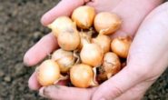 Посадка лука репки весной – выращивание из севка или семян